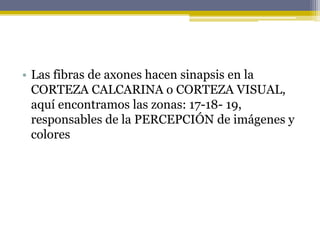 • Las fibras de axones hacen sinapsis en la
CORTEZA CALCARINA o CORTEZA VISUAL,
aquí encontramos las zonas: 17-18- 19,
responsables de la PERCEPCIÓN de imágenes y
colores
 
