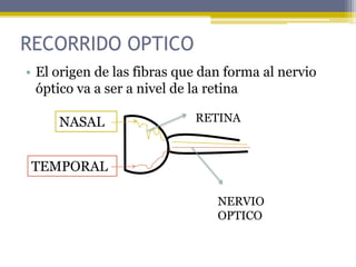 RECORRIDO OPTICO
• El origen de las fibras que dan forma al nervio
óptico va a ser a nivel de la retina
RETINA
NERVIO
OPTICO
NASAL
TEMPORAL
 
