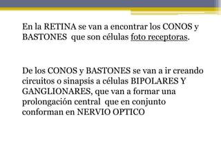 En la RETINA se van a encontrar los CONOS y
BASTONES que son células foto receptoras.
De los CONOS y BASTONES se van a ir creando
circuitos o sinapsis a células BIPOLARES Y
GANGLIONARES, que van a formar una
prolongación central que en conjunto
conforman en NERVIO OPTICO
 
