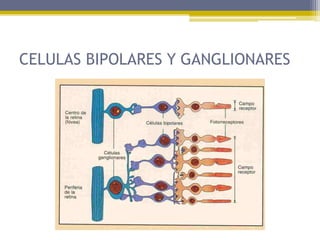 CELULAS BIPOLARES Y GANGLIONARES
 