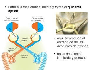 • Entra a la fosa craneal media y forma el quiasma
optico
• aqui se produce el
entrecruce de las
dos ﬁbras de axones
• nasal de la retina
izquierda y derecha
 
