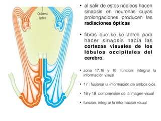 • al salir de estos núcleos hacen
sinapsis en neuronas cuyas
prolongaciones producen las
radiaciones ópticas
• ﬁbras que se se abren para
hacer sinapsis hacia las
cortezas visuales de los
lóbulos occipitales del
cerebro.
• zona 17,18 y 19: funcion: integrar la
información visual
• 17 : fusionar la información de ambos ojos
• 18 y 19: comprensión de la imagen visual
• funcion: integrar la información visual
 