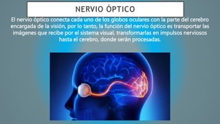 NERVIO ÓPTICO
El nervio óptico conecta cada uno de los globos oculares con la parte del cerebro
encargada de la visión, por lo tanto, la función del nervio óptico es transportar las
imágenes que recibe por el sistema visual, transformarlas en impulsos nerviosos
hasta el cerebro, donde serán procesadas.
 