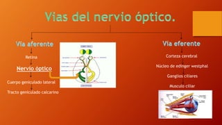 Retina 
Nervio óptico 
Cuerpo geniculado lateral 
Tracto geniculado calcarino 
Corteza cerebral 
Núcleo de edinger westphal 
Ganglios ciliares 
Musculo ciliar 
 