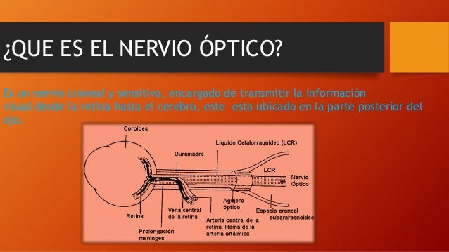 NERVIO ÓPTICO