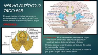 NERVIO PATÉTICO O
TROCLEAR
El nervio patético o troclear es un nervio
exclusivamente motor, se dirige a la órbita
donde termina en el musculo oblicuo mayor
ORIGENES.-
A) Origen real.- En el mesencéfalo, el núcleo de origen
está situado en la calota peduncular (pedúnculo
cerebral), a nivel de los canalículos inferiores
El núcleo troclear se continuación por delante del núcleo
del motor ocular común,
Es la porción más posterior de la columna de la sustancia
gris, que da origen a este último nervio.
 