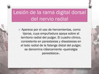 Lesión de la rama digital dorsal
       del nervio radial
  O Aparece por el uso de herramientas, como
     tijeras, cuya empuñadura apoya sobre el
   territorio radial del pulgar. El cuadro clínico,
   consistente en parestesias y disestesias en
   el lado radial de la falange distal del pulgar,
       se denomina clásicamente «queiralgia
                     parestésica».
 