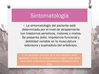 Sintomatología
   O La sintomatología del paciente está
  determinada por el nivel de atrapamiento
 con trastornos sensitivos, motores o mixtos.
  Se presenta dolor, impotencia funcional y
    debilidad variable en la musculatura
   extensora y supinadora del antebrazo.

  Si los fascículos nerviosos de la rama sensitiva están
afectados, el dolor se irradiará hacia la región dorso-distal
 de la mano, produciendo parestesias y disestesias de la
                            zona.
 
