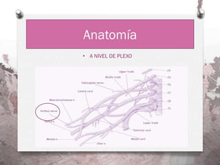 Anatomía
• A NIVEL DE PLEXO
 