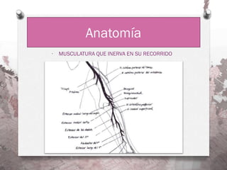 ·   MUSCULATURA QUE INERVA EN SU RECORRIDO
 