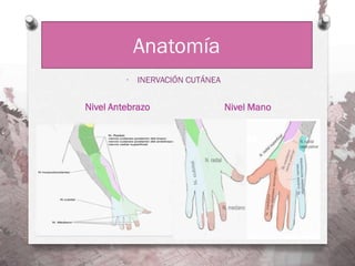 ·   INERVACIÓN CUTÁNEA


Nivel Antebrazo                   Nivel Mano
 