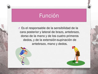 Función
O Es el responsable de la sensibilidad de la
 cara posterior y lateral de brazo, antebrazo,
  dorso de la mano y de los cuatro primeros
   dedos, y de la extensión-supinación de
         antebrazo, mano y dedos.
 