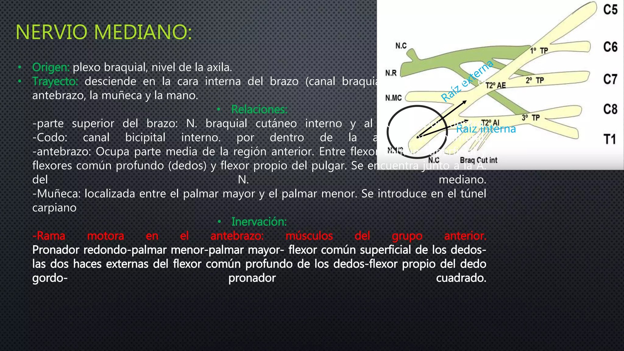 NERVIO MEDIANO:
Raíz interna
• Origen: plexo braquial, nivel de la axila.
• Trayecto: desciende en la cara interna del brazo (canal braquial), llega al codo, el
antebrazo, la muñeca y la mano.
• Relaciones:
-parte superior del brazo: N. braquial cutáneo interno y al cubital por dentro.
-Codo: canal bicipital interno. por dentro de la a. y v. humeral.
-antebrazo: Ocupa parte media de la región anterior. Entre flexor común superficial y
flexores común profundo (dedos) y flexor propio del pulgar. Se encuentra junto a la A.
del N. mediano.
-Muñeca: localizada entre el palmar mayor y el palmar menor. Se introduce en el túnel
carpiano
• Inervación:
-Rama motora en el antebrazo: músculos del grupo anterior.
Pronador redondo-palmar menor-palmar mayor- flexor común superficial de los dedos-
las dos haces externas del flexor común profundo de los dedos-flexor propio del dedo
gordo- pronador cuadrado.
 