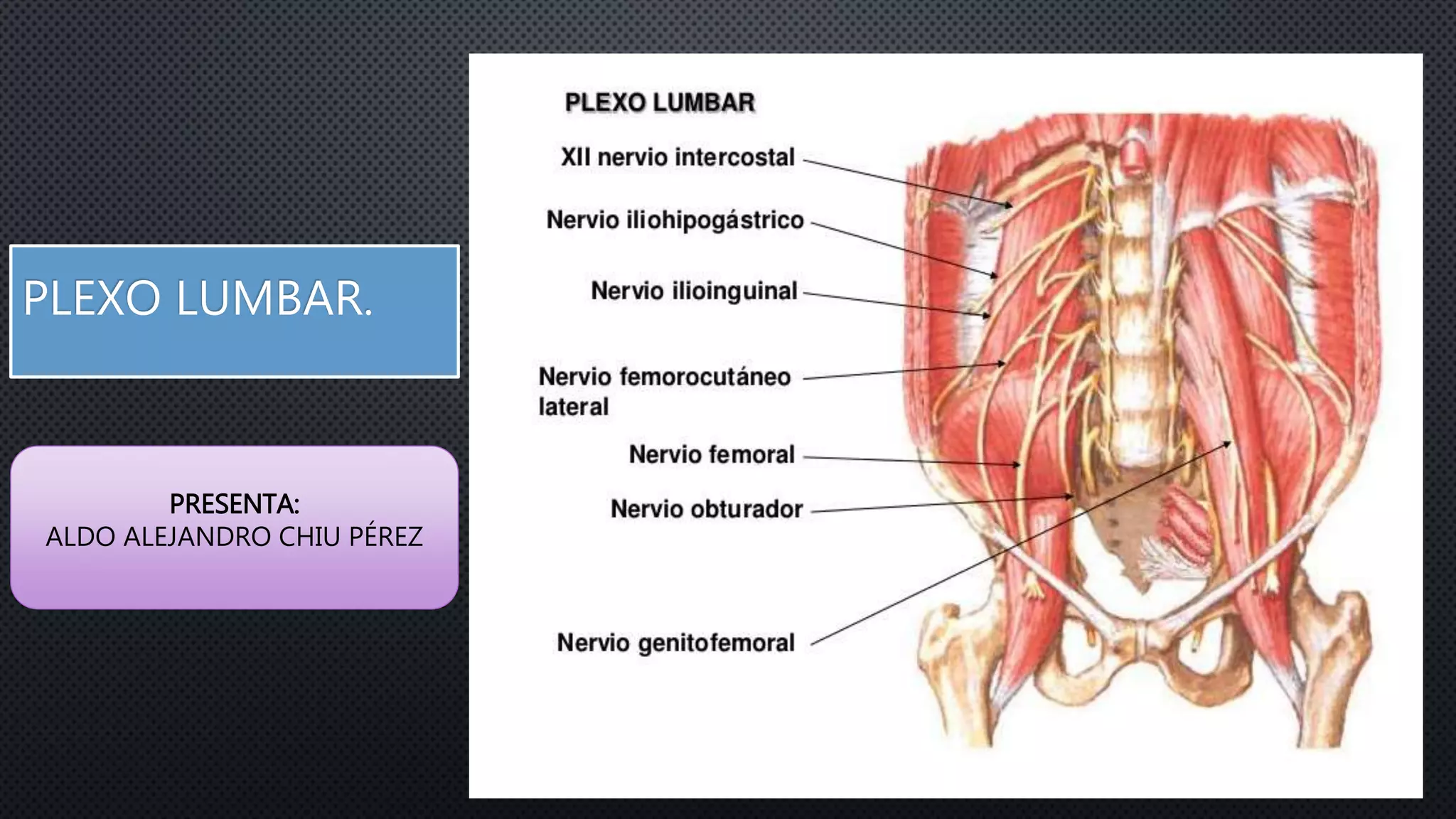 PLEXO LUMBAR.
PRESENTA:
ALDO ALEJANDRO CHIU PÉREZ
 