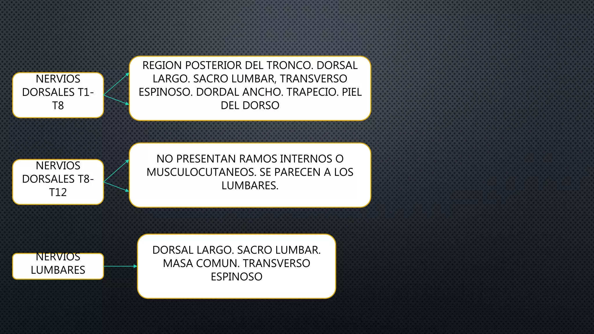 NERVIOS
DORSALES T1-
T8
REGION POSTERIOR DEL TRONCO. DORSAL
LARGO. SACRO LUMBAR, TRANSVERSO
ESPINOSO. DORDAL ANCHO. TRAPECIO. PIEL
DEL DORSO
NERVIOS
DORSALES T8-
T12
NO PRESENTAN RAMOS INTERNOS O
MUSCULOCUTANEOS. SE PARECEN A LOS
LUMBARES.
NERVIOS
LUMBARES
DORSAL LARGO. SACRO LUMBAR.
MASA COMUN. TRANSVERSO
ESPINOSO
 