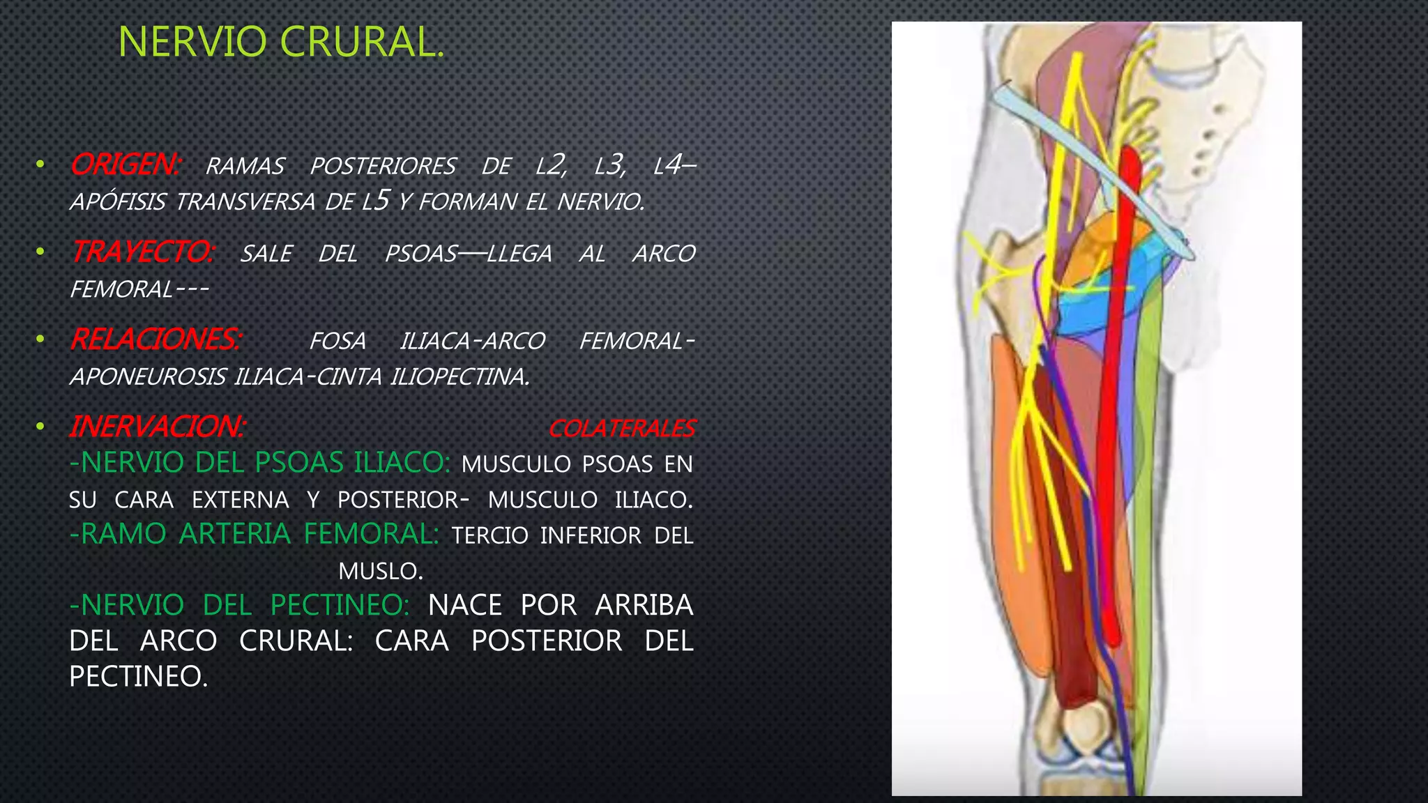 NERVIO CRURAL.
• ORIGEN: RAMAS POSTERIORES DE L2, L3, L4–
APÓFISIS TRANSVERSA DE L5 Y FORMAN EL NERVIO.
• TRAYECTO: SALE DEL PSOAS—LLEGA AL ARCO
FEMORAL---
• RELACIONES: FOSA ILIACA-ARCO FEMORAL-
APONEUROSIS ILIACA-CINTA ILIOPECTINA.
• INERVACION: COLATERALES
-NERVIO DEL PSOAS ILIACO: MUSCULO PSOAS EN
SU CARA EXTERNA Y POSTERIOR- MUSCULO ILIACO.
-RAMO ARTERIA FEMORAL: TERCIO INFERIOR DEL
MUSLO.
-NERVIO DEL PECTINEO: NACE POR ARRIBA
DEL ARCO CRURAL: CARA POSTERIOR DEL
PECTINEO.
 