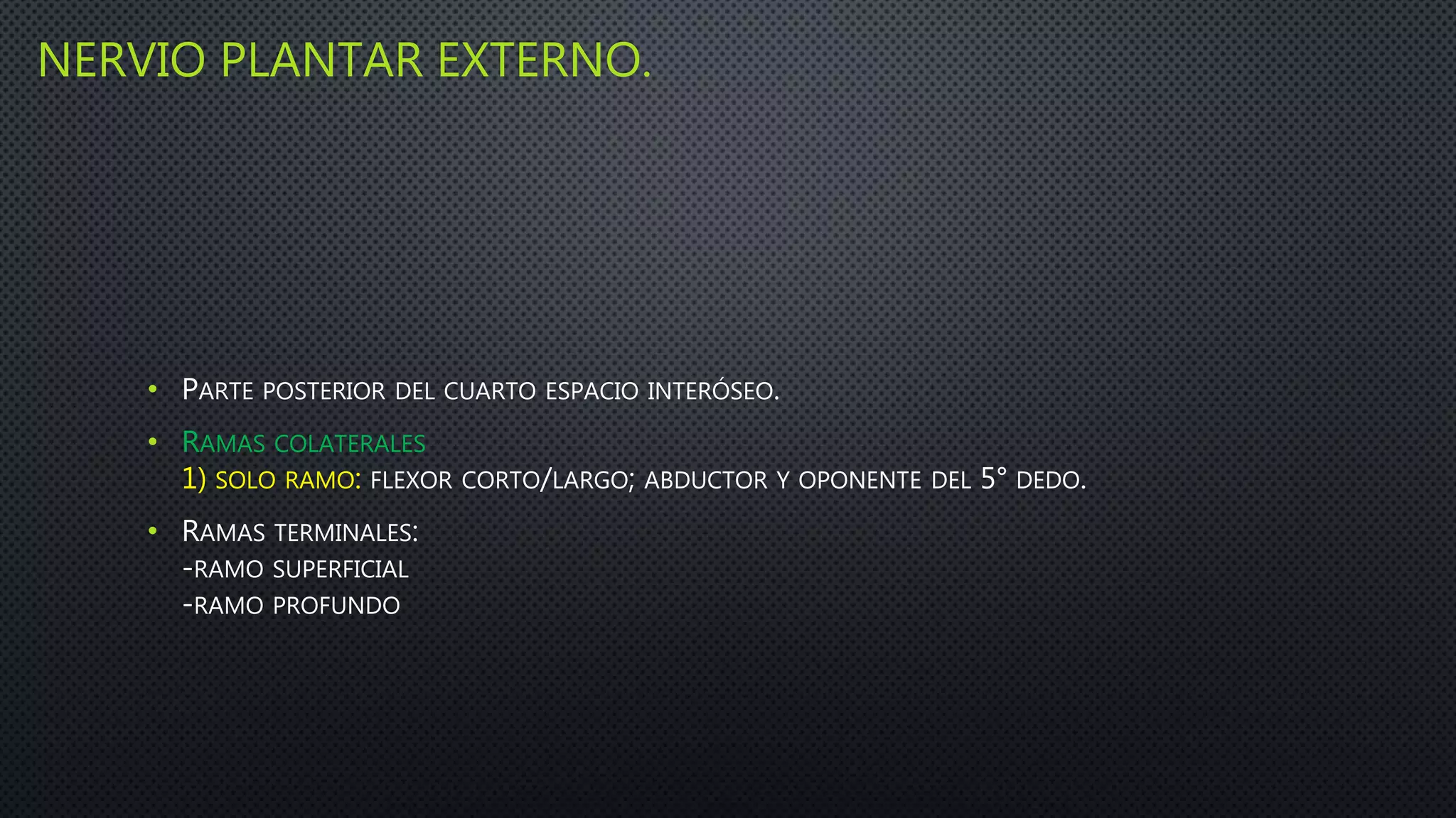 NERVIO PLANTAR EXTERNO.
• PARTE POSTERIOR DEL CUARTO ESPACIO INTERÓSEO.
• RAMAS COLATERALES
1) SOLO RAMO: FLEXOR CORTO/LARGO; ABDUCTOR Y OPONENTE DEL 5° DEDO.
• RAMAS TERMINALES:
-RAMO SUPERFICIAL
-RAMO PROFUNDO
 
