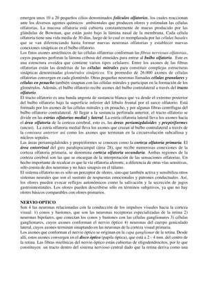 emergen unos 10 a 20 pequeños cilios denominados folículos olfatorios, los cuales reaccionan
ante los diversos agentes químicos ambientales que producen olores y estimulan las células
olfatorias. La mucosa olfatoria está cubierta constantemente de mucus producido por las
glándulas de Bowman, que están justo bajo la lámina nasal de la membrana. Cada célula
olfatoria tiene una vida media de 30 días, luego de lo cual es reemplazada por las células basales
que se van diferenciando hasta formar nuevas neuronas olfatorias y establecer nuevas
conexiones sinápticas en el bulbo olfatorio.
Los finos axones amielínicos de las células olfatorias conforman las fibras nerviosas olfatorias,
cuyos paquetes perforan la lámina cribosa del etmoides para entrar al bulbo olfatorio. Este es
una estructura ovoidea que contiene varios tipos celulares: Entre los axones de las fibras
olfatorias están las dendritas de las células mitrales para constituir complejas estructuras
sinápticas denominadas glomérulos sinápticos. Un promedio de 26.000 axones de células
olfatorias convergen en cada glomérulo. Otras pequeñas neuronas llamadas células granulares y
células en penacho también sinaptan con las células mitrales y participan en la formación de los
glomérulos. Además, el bulbo olfatorio recibe axones del bulbo contralateral a través del tracto
olfatorio.
El tracto olfatorio es una banda angosta de sustancia blanca que va desde el extremo posterior
del bulbo olfatorio bajo la superficie inferior del lóbulo frontal por el surco olfatorio. Está
formado por los axones de las células mitrales y en penacho, y por algunas fibras centrífugas del
bulbo olfatorio contralateral. Al llegar a la sustancia perforada anterior, el tracto olfatorio se
divide en las estrías olfatorias medial y lateral. La estría olfatoria lateral lleva los axones hacia
el área olfatoria de la corteza cerebral, esto es, las áreas periamigdaloides y prepiriformes
(uncus). La estría olfatoria medial lleva los axones que cruzan al bulbo contralateral a través de
la comisura anterior así como los axones que terminan en la circunvolución subcallosa y
núcleos septales.
Las áreas periamigdaloides y prepiriformes se conocen como la corteza olfatoria primaria. El
área entorrinal del giro parahipocampal (área 28), que recibe numerosas conexiones de la
corteza olfatoria primaria, se denomina corteza olfatoria secundaria. Ambas regiones de la
corteza cerebral son las que se encargan de la interpretación de las sensaciones olfatorias. Un
hecho importante de recalcar es que la vía olfatoria aferente, a diferencia de otras vías sensitivas,
sólo consta de dos neuronas y no hace sinapsis en el tálamo.
El sistema olfatorio no es sólo un perceptor de olores, sino que también activa y sensibiliza otros
sistemas neurales que son el sustrato de respuestas emocionales y patrones conductuales. Así,
los olores pueden evocar reflejos autonómicos como la salivación y la secreción de jugos
gastrointestinales. Los olores pueden describirse sólo en términos subjetivos, ya que no hay
olores básicos comparables con olores primarios.

NERVIO OPTICO
Son 4 las neuronas relacionadas con la conducción de los impulsos visuales hacia la corteza
visual: 1) conos y bastones, que son las neuronas receptoras especializadas de la retina 2)
neuronas bipolares, que conectan los conos y bastones con las células ganglionares 3) células
ganglionares, cuyos axones conforman el nervio óptico 4) neuronas del cuerpo geniculado
lateral, cuyos axones terminan sinaptando en las neuronas de la corteza visual primaria.
Los axones que conforman el nervio óptico se originan en la capa ganglionar de la retina. Desde
allí, estos axones convergen en el disco óptico (papila óptica), que está a 2 - 4 mm. del centro de
la retina. Las fibras mielínicas del nervio óptico están cubiertas de oligodendrocitos, por lo que
constituyen un tracto dentro del sistema nervioso central dado que la retina deriva como una
 