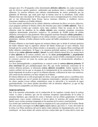 emergen unos 10 a 20 pequeños cilios denominados folículos olfatorios, los cuales reaccionan
ante los diversos agentes químicos ambientales que producen olores y estimulan las células
olfatorias. La mucosa olfatoria está cubierta constantemente de mucus producido por las
glándulas de Bowman, que están justo bajo la lámina nasal de la membrana. Cada célula
olfatoria tiene una vida media de 30 días, luego de lo cual es reemplazada por las células basales
que se van diferenciando hasta formar nuevas neuronas olfatorias y establecer nuevas
conexiones sinápticas en el bulbo olfatorio.
Los finos axones amielínicos de las células olfatorias conforman las fibras nerviosas olfatorias,
cuyos paquetes perforan la lámina cribosa del etmoides para entrar al bulbo olfatorio. Este es
una estructura ovoidea que contiene varios tipos celulares: Entre los axones de las fibras
olfatorias están las dendritas de las células mitrales para constituir complejas estructuras
sinápticas denominadas glomérulos sinápticos. Un promedio de 26.000 axones de células
olfatorias convergen en cada glomérulo. Otras pequeñas neuronas llamadas células granulares y
células en penacho también sinaptan con las células mitrales y participan en la formación de los
glomérulos. Además, el bulbo olfatorio recibe axones del bulbo contralateral a través del tracto
olfatorio.
El tracto olfatorio es una banda angosta de sustancia blanca que va desde el extremo posterior
del bulbo olfatorio bajo la superficie inferior del lóbulo frontal por el surco olfatorio. Está
formado por los axones de las células mitrales y en penacho, y por algunas fibras centrífugas del
bulbo olfatorio contralateral. Al llegar a la sustancia perforada anterior, el tracto olfatorio se
divide en las estrías olfatorias medial y lateral. La estría olfatoria lateral lleva los axones hacia
el área olfatoria de la corteza cerebral, esto es, las áreas periamigdaloides y prepiriformes
(uncus). La estría olfatoria medial lleva los axones que cruzan al bulbo contralateral a través de
la comisura anterior así como los axones que terminan en la circunvolución subcallosa y
núcleos septales.
Las áreas periamigdaloides y prepiriformes se conocen como la corteza olfatoria primaria. El
área entorrinal del giro parahipocampal (área 28), que recibe numerosas conexiones de la
corteza olfatoria primaria, se denomina corteza olfatoria secundaria. Ambas regiones de la
corteza cerebral son las que se encargan de la interpretación de las sensaciones olfatorias. Un
hecho importante de recalcar es que la vía olfatoria aferente, a diferencia de otras vías sensitivas,
sólo consta de dos neuronas y no hace sinapsis en el tálamo.
El sistema olfatorio no es sólo un perceptor de olores, sino que también activa y sensibiliza otros
sistemas neurales que son el sustrato de respuestas emocionales y patrones conductuales. Así,
los olores pueden evocar reflejos autonómicos como la salivación y la secreción de jugos
gastrointestinales. Los olores pueden describirse sólo en términos subjetivos, ya que no hay
olores básicos comparables con olores primarios.
NERVIO OPTICO
Son 4 las neuronas relacionadas con la conducción de los impulsos visuales hacia la corteza
visual: 1) conos y bastones, que son las neuronas receptoras especializadas de la retina 2)
neuronas bipolares, que conectan los conos y bastones con las células ganglionares 3) células
ganglionares, cuyos axones conforman el nervio óptico 4) neuronas del cuerpo geniculado
lateral, cuyos axones terminan sinaptando en las neuronas de la corteza visual primaria.
Los axones que conforman el nervio óptico se originan en la capa ganglionar de la retina. Desde
allí, estos axones convergen en el disco óptico (papila óptica), que está a 2 - 4 mm. del centro de
la retina. Las fibras mielínicas del nervio óptico están cubiertas de oligodendrocitos, por lo que
constituyen un tracto dentro del sistema nervioso central dado que la retina deriva como una
 