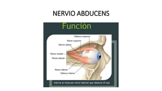 NERVIO ABDUCENS
 