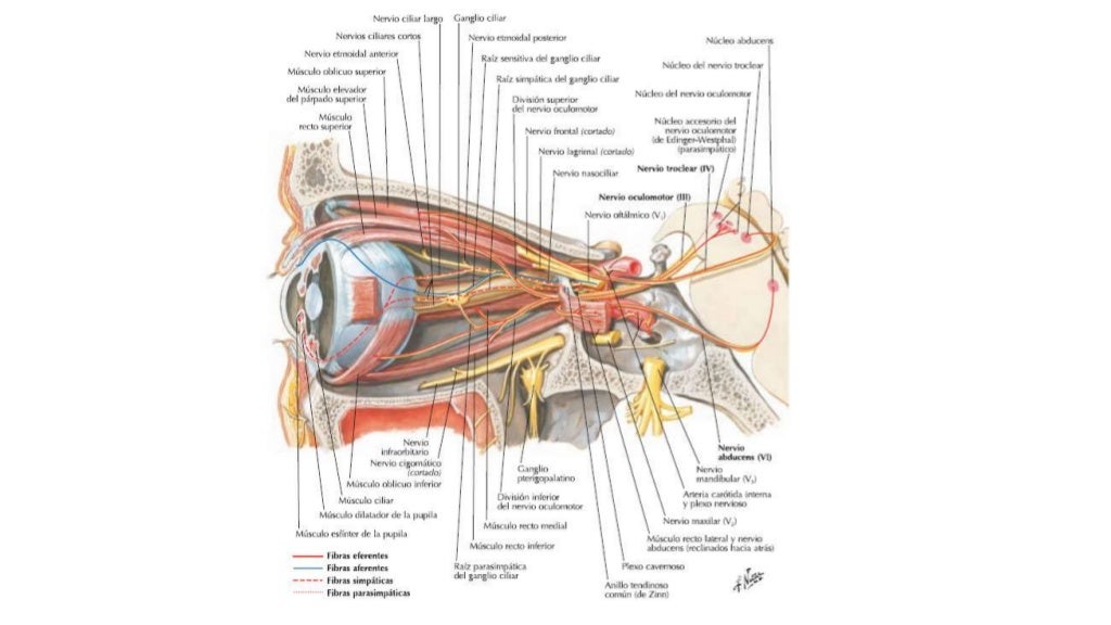 Nervio OCULOMOTOR