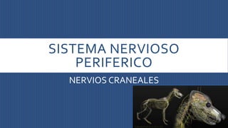 SISTEMA NERVIOSO
PERIFERICO
NERVIOS CRANEALES
 