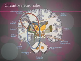 Circuitos neuronales