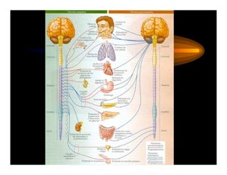 Anatomia Nervios craneales