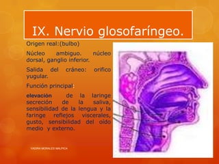 IX. Nervio glosofaríngeo.
Origen real:(bulbo)
Núcleo     ambiguo.       núcleo
dorsal, ganglio inferior.
Salida del           cráneo:   orifico
yugular.
Función principal:
elevación     de la laringe
secreción    de    la   saliva,
sensibilidad de la lengua y la
faringe reflejos viscerales,
gusto, sensibilidad del oído
medio y externo.


 YADIRA MORALES MALPICA                  6/8/2012
 