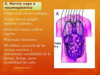 X. Nervio vago o
neumogástrico
Origen real: núcleo ambiguo,
Núcleo dorsal, ganglio
superior e inferior.
Salida del cráneo: orificio
yugular.
Principales funciones:
Movilidad, secreción de las
vísceras torácicas y
abdominales sensibilidad de la
faringe, laringe, gusto
sensibilidad del oído.
       YADIRA MORALES MALPICA    6/8/2012
 