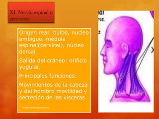 XI. Nervio espinal o
accesorio

    Origen real: bulbo, nucleo
    ambiguo, médula
    espinal(cervical), núcleo
    dorsal.
    Salida del cráneo: orificio
    yugular.
    Principales funciones:
    Movimientos de la cabeza
    y del hombro movilidad y
    secreción de las vísceras
     YADIRA MORALES MALPICA       6/8/2012
 