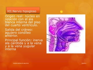 XII.Nervio hipogloso
Origen real: núcleo en
relación con el ala
blanca interna del piso
del cuarto ventrículo.
Salida del cráneo:
agujero condíleo
anterior.
Principal función: inerva
ala carótida y a la vena
y a la vena yugular
interna



     YADIRA MORALES MALPICA   6/8/2012
 