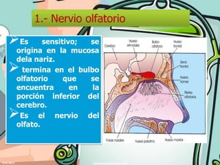 1.- Nervio olfatorio
   Es             sensitivo; se
           origina en la mucosa
           dela nariz.
           termina en el bulbo
           olfatorio     que  se
           encuentra       en la
           porción inferior del
           cerebro.
           Es el nervio del
           olfato.




6/8/2012                      YADIRA MORALES MALPICA
 