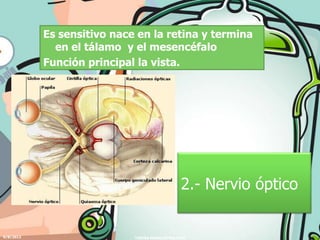 Es sensitivo nace en la retina y termina
             en el tálamo y el mesencéfalo
           Función principal la vista.




                                                2.- Nervio óptico


6/8/2012                    YADIRA MORALES MALPICA
 