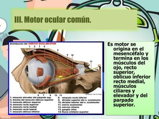 III. Motor ocular común.

                                                    Es motor se
                                                      origina en el
                                                      mesencéfalo y
                                                      termina en los
                                                      músculos del
                                                      ojo, recto
                                                      superior,
                                                      oblicuo inferior
                                                      recto medial,
                                                      músculos
                                                      ciliares y
                                                      elevador y del
                                                      parpado
                                                      superior.

6/8/2012                   YADIRA MORALES MALPICA
 
