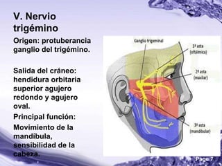 V. Nervio
trigémino
Origen: protuberancia
ganglio del trigémino.

Salida del cráneo:
hendidura orbitaria
superior agujero
redondo y agujero
oval.
Principal función:
Movimiento de la
mandíbula,
sensibilidad de la
cabeza.
                         Page 7
 