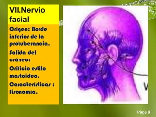 VII.Nervio
facial
Origen: Borde
inferior de la
protuberancia.
Salida del
cráneo:
Orificio estilo
mastoideo.
Características :
fisonomía.


                    Page 9
 