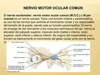 NERVIO MOTOR OCULAR COMUN.
El nervio oculomotor, nervio motor ocular común (M.O.C.) o III par
craneal es un nervio craneal. Tiene una función motora y parasimpática,
es uno de los nervios que controla el movimiento ocular y es responsable
del tamaño de la pupila, siendo esta su función parasimpática. El nervio
se encarga de dar inervación a los músculos extrínsecos del ojo. Inerva al
elevador del párpado superior, músculo recto medial o interno, recto
superior, recto inferior y oblicuo inferior. Se origina del mesencéfalo y su
función es básicamente el movimiento del globo ocular junto con el nervio
troclear y nervio abducens.
 