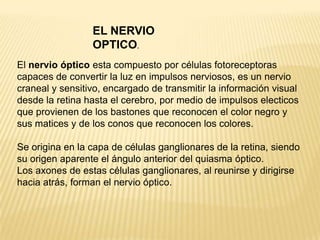 EL NERVIO
                 OPTICO.
El nervio óptico esta compuesto por células fotoreceptoras
capaces de convertir la luz en impulsos nerviosos, es un nervio
craneal y sensitivo, encargado de transmitir la información visual
desde la retina hasta el cerebro, por medio de impulsos electicos
que provienen de los bastones que reconocen el color negro y
sus matices y de los conos que reconocen los colores.

Se origina en la capa de células ganglionares de la retina, siendo
su origen aparente el ángulo anterior del quiasma óptico.
Los axones de estas células ganglionares, al reunirse y dirigirse
hacia atrás, forman el nervio óptico.
 