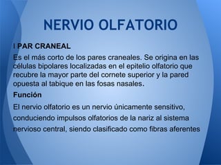 I PAR CRANEAL
Es el más corto de los pares craneales. Se origina en las
células bipolares localizadas en el epitelio olfatorio que
recubre la mayor parte del cornete superior y la pared
opuesta al tabique en las fosas nasales.
Función
El nervio olfatorio es un nervio únicamente sensitivo,
conduciendo impulsos olfatorios de la nariz al sistema
nervioso central, siendo clasificado como fibras aferentes
NERVIO OLFATORIO
 