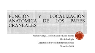 Marisol Arango, Jessica Cantor y Laura pineda
Morfofisiología
Corporación Universidad iberoamericana
Diciembre,2020
 