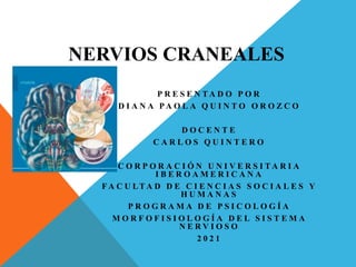 NERVIOS CRANEALES
P R E S E N T A D O P O R
D I A N A P A O L A Q U I N T O O R O Z C O
D O C E N T E
C A R L O S Q U I N T E R O
C O R P O R A C I Ó N U N I V E R S I T A R I A
I B E R O A M E R I C A N A
F A C U LT A D D E C I E N C I A S S O C I A L E S Y
H U M A N A S
P R O G R A M A D E P S I C O L O G Í A
M O R F O F I S I O L O G Í A D E L S I S T E M A
N E R V I O S O
2 0 2 1
 