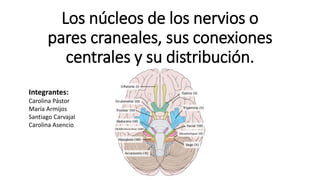 Los núcleos de los nervios o
pares craneales, sus conexiones
centrales y su distribución.
Integrantes:
Carolina Pástor
María Armijos
Santiago Carvajal
Carolina Asencio
 