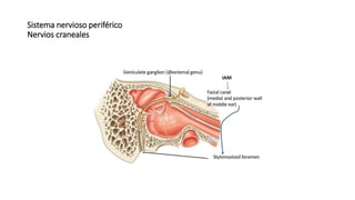 Sistema nervioso periférico
Nervios craneales
 
