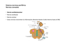 Sistema nervioso periférico
Nervios craneales
 Nervio vestibulococlear
 Nervio vestibular
 Nervio coclear
 Estos nervi...