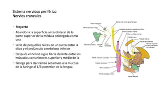 Sistema nervioso periférico
Nervios craneales
 Trayecto
 Abandona la superficie anterolateral de la
parte superior de la...