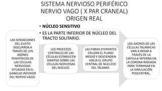 SISTEMA NERVIOSO PERIFÉRICO
NERVIO VAGO ( X PAR CRANEAL)
ORIGEN REAL
• NÚCLEO SENSITIVO
• ES LA PARTE INFERIOR DE NÚCLEO D...