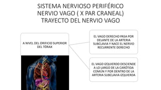 SISTEMA NERVIOSO PERIFÉRICO
NERVIO VAGO ( X PAR CRANEAL)
TRAYECTO DEL NERVIO VAGO
A NIVEL DEL ORIFICIO SUPERIOR
DEL TÓRAX
...