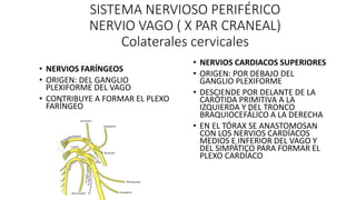 SISTEMA NERVIOSO PERIFÉRICO
NERVIO VAGO ( X PAR CRANEAL)
Colaterales cervicales
• NERVIOS FARÍNGEOS
• ORIGEN: DEL GANGLIO
...