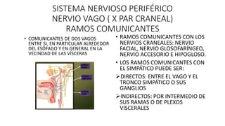 SISTEMA NERVIOSO PERIFÉRICO
NERVIO VAGO ( X PAR CRANEAL)
RAMOS COMUNICANTES
• COMUNICANTES DE DOS VAGOS
ENTRE SI, EN PARTI...